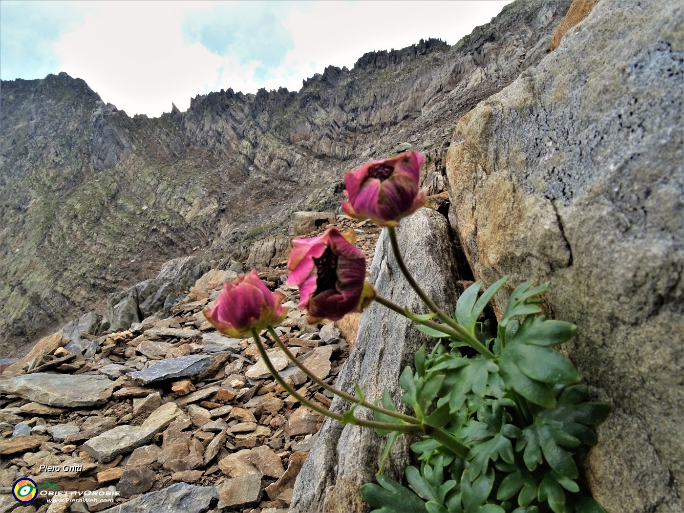 47 Ranunculus glacialis (Ranuncolo glaciale) in avanzata fioritura.JPG